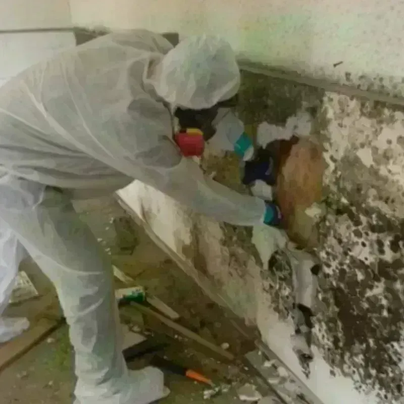 Mold Remediation and Removal in Las Piedras, PR